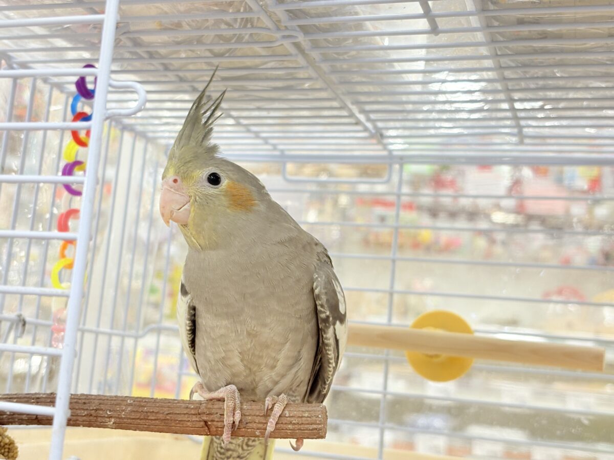 少しずつ仲良くなろうね~♩♩オカメインコ(ノーマル) オカメインコ