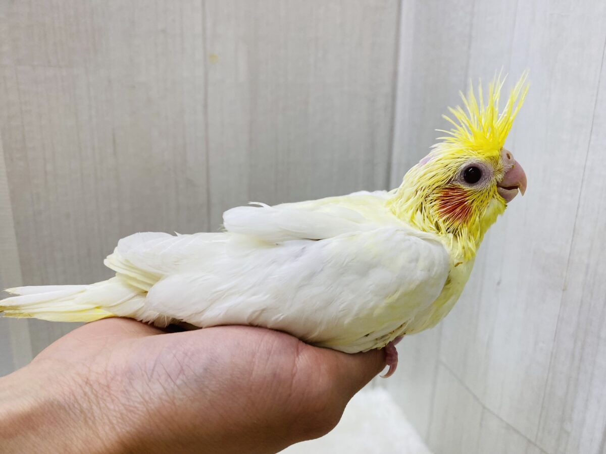オカメインコ