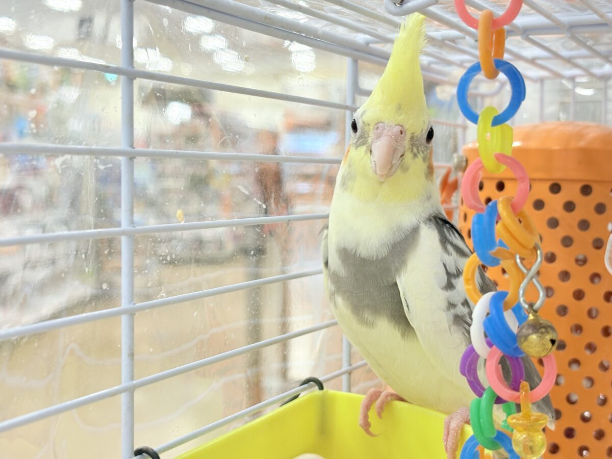 【動画更新🪄】触れ合うほどにゼロ距離になる🐥💖オカメインコ(パイド) オカメインコ