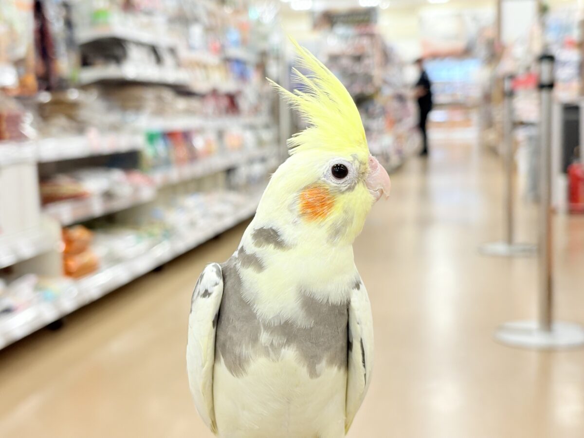 【動画更新🪄】触れ合うほどにゼロ距離になる🐥💖オカメインコ(パイド) オカメインコ