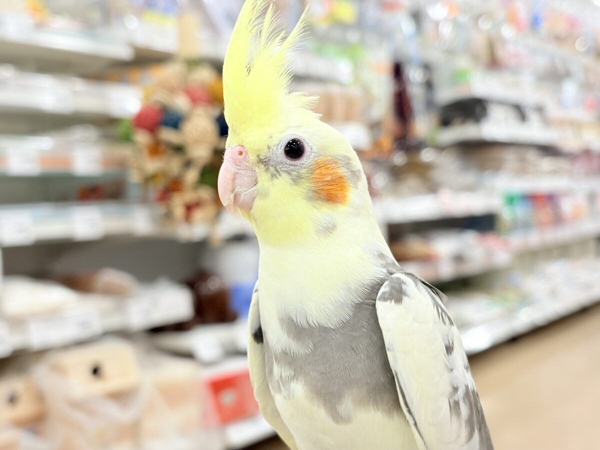 【動画更新🪄】触れ合うほどにゼロ距離になる🐥💖オカメインコ(パイド) オカメインコ