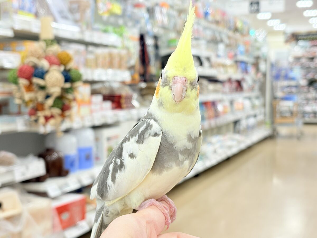 【動画更新🪄】触れ合うほどにゼロ距離になる🐥💖オカメインコ(パイド) オカメインコ