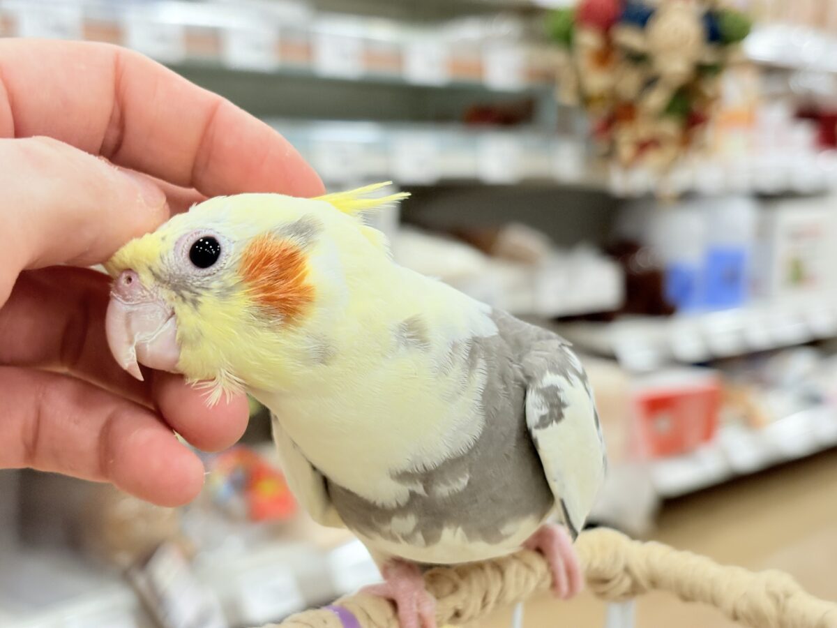 【動画更新🪄】触れ合うほどにゼロ距離になる🐥💖オカメインコ(パイド) オカメインコ