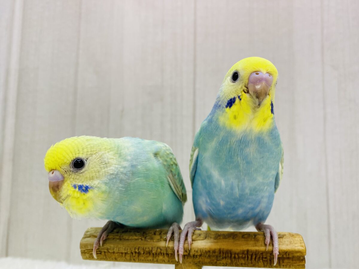 セキセイインコ