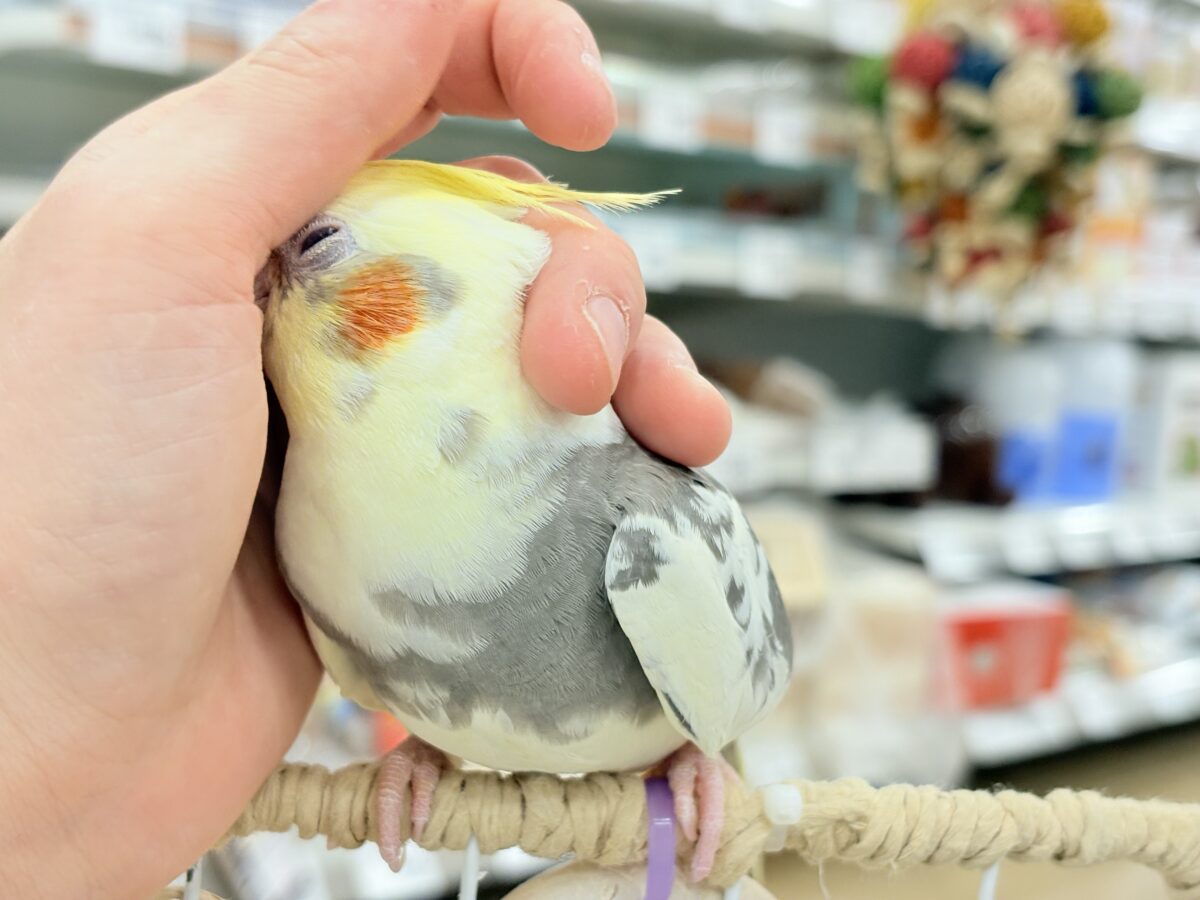 【動画更新🪄】触れ合うほどにゼロ距離になる🐥💖オカメインコ(パイド) オカメインコ