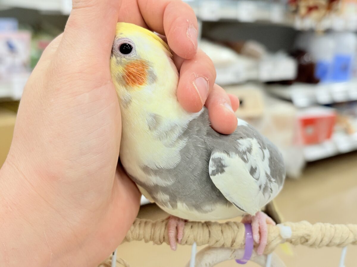 【動画更新🪄】触れ合うほどにゼロ距離になる🐥💖オカメインコ(パイド) オカメインコ