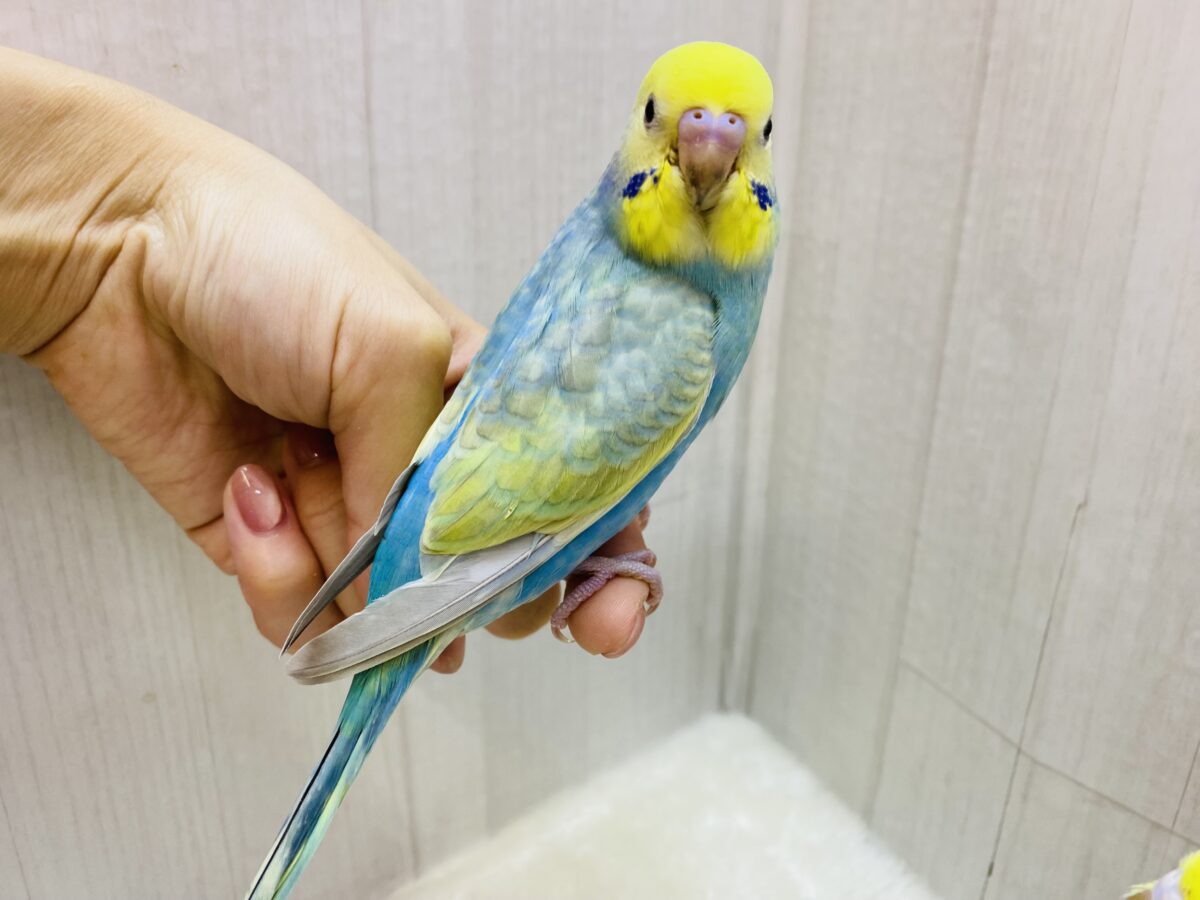 セキセイインコ