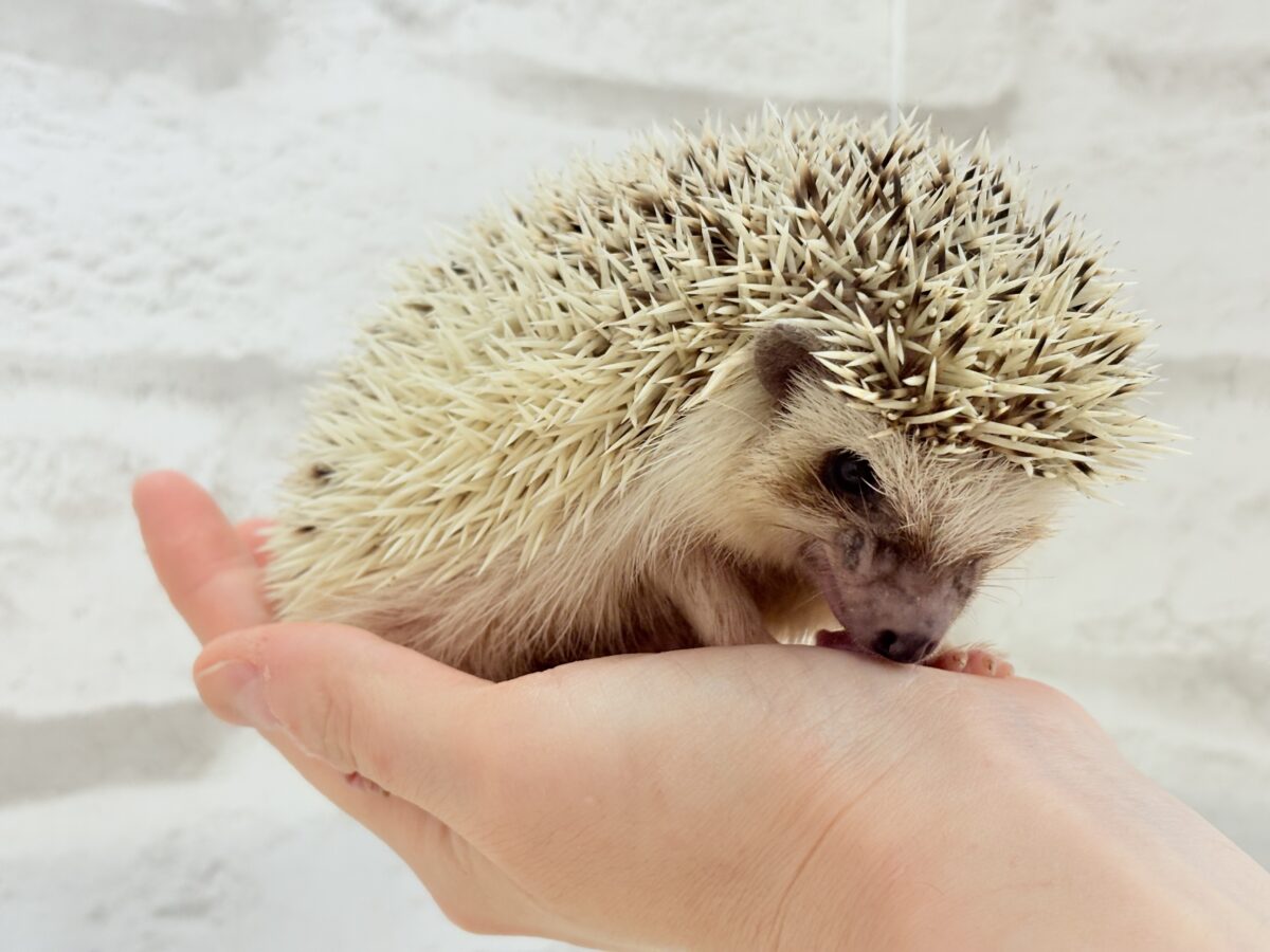 見た目と性格にギャップあり🦔💖ハリネズミ(パイド) 男の子 ハリネズミ(ヨツユビハリネズミ)
