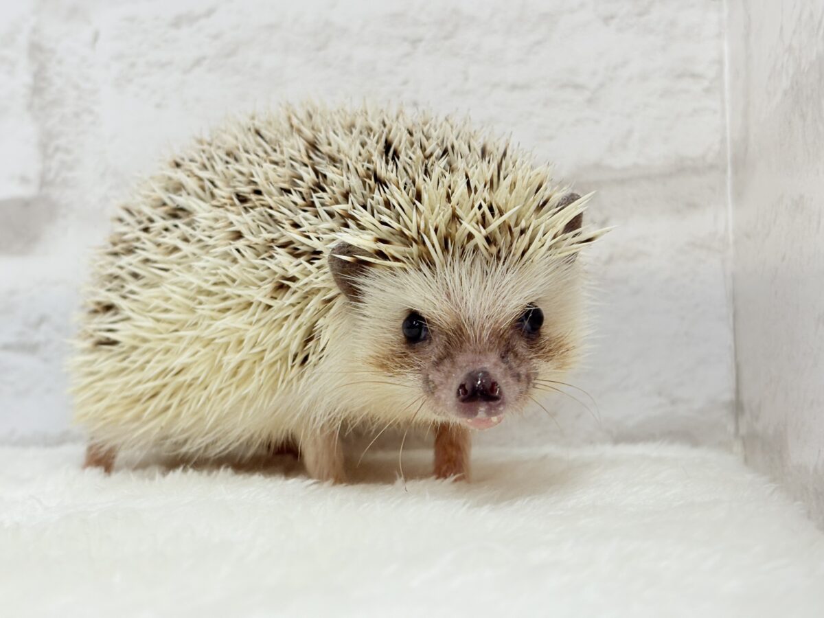 見た目と性格にギャップあり🦔💖ハリネズミ(パイド) 男の子 ハリネズミ(ヨツユビハリネズミ)
