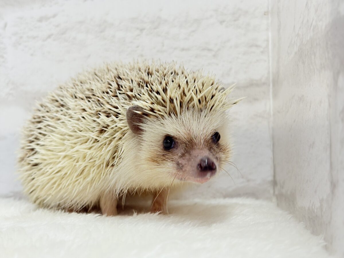 見た目と性格にギャップあり🦔💖ハリネズミ(パイド) 男の子 ハリネズミ(ヨツユビハリネズミ)