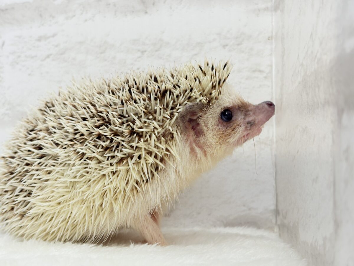 見た目と性格にギャップあり🦔💖ハリネズミ(パイド) 男の子 ハリネズミ(ヨツユビハリネズミ)