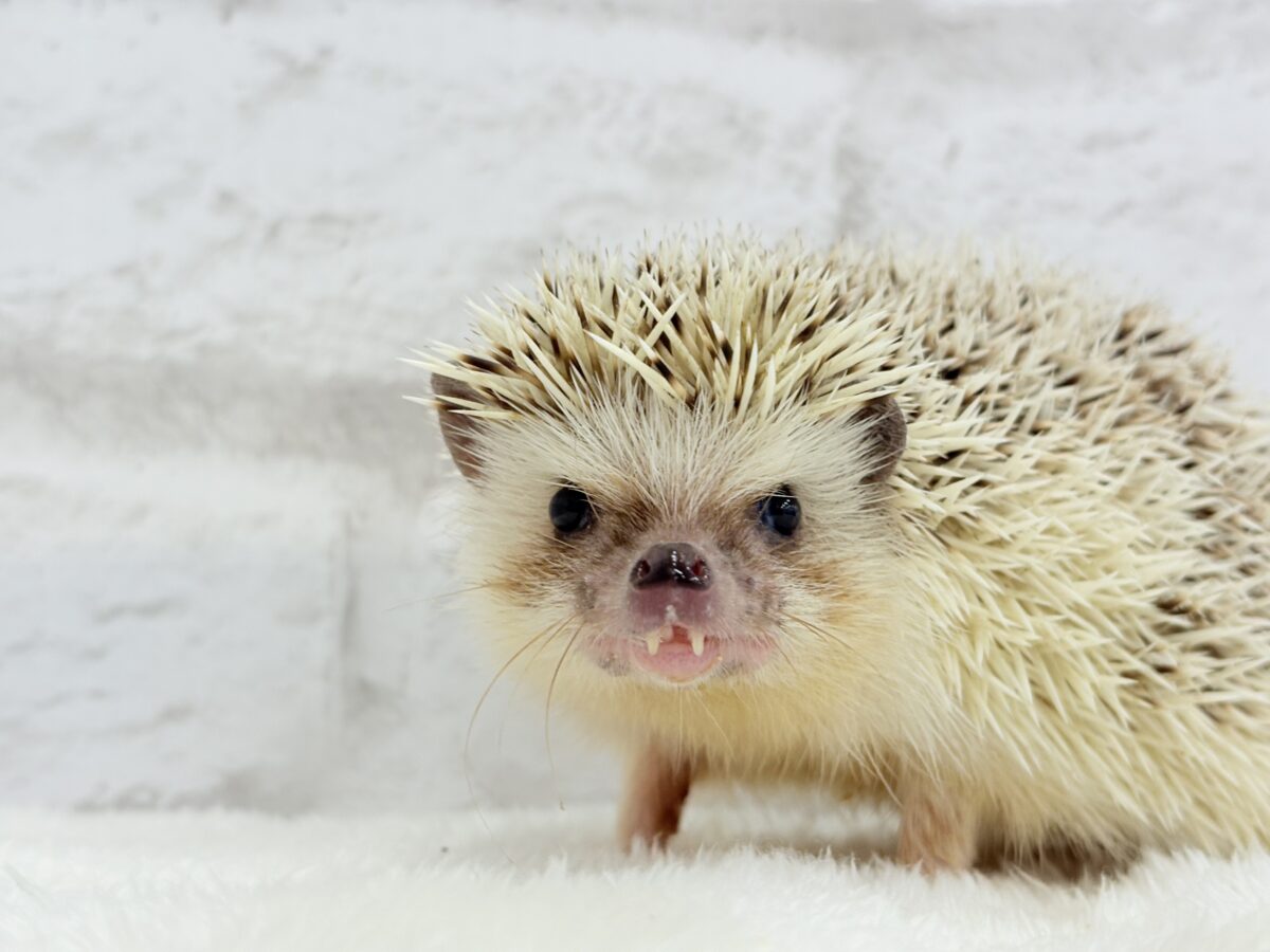 見た目と性格にギャップあり🦔💖ハリネズミ(パイド) 男の子 ハリネズミ(ヨツユビハリネズミ)