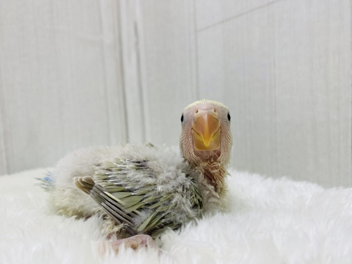 コザクラインコ（小桜インコ）