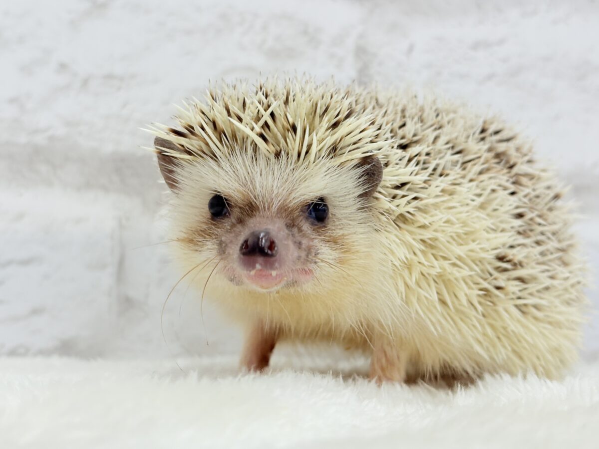 見た目と性格にギャップあり🦔💖ハリネズミ(パイド) 男の子 ハリネズミ(ヨツユビハリネズミ)