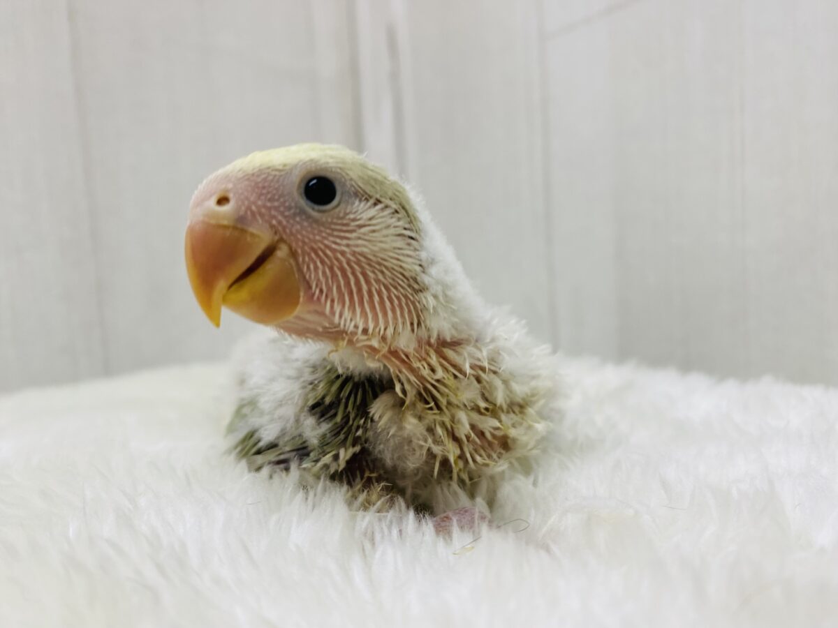 コザクラインコ（小桜インコ）