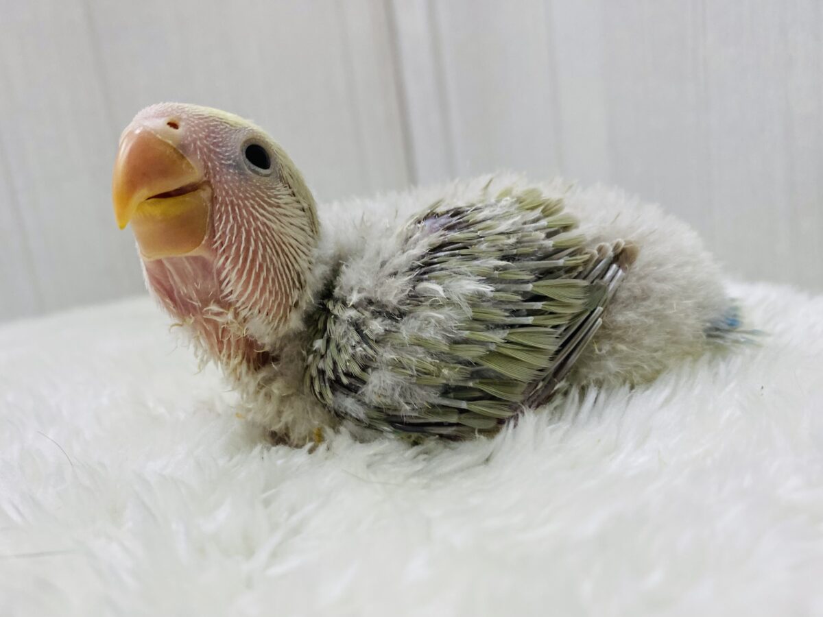 コザクラインコ（小桜インコ）