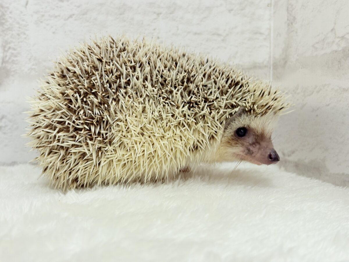 見た目と性格にギャップあり🦔💖ハリネズミ(パイド) 男の子 ハリネズミ(ヨツユビハリネズミ)