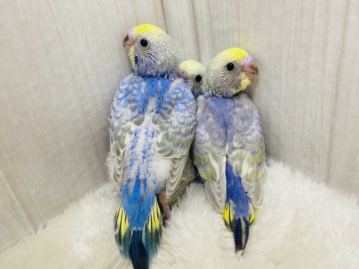 セキセイインコ