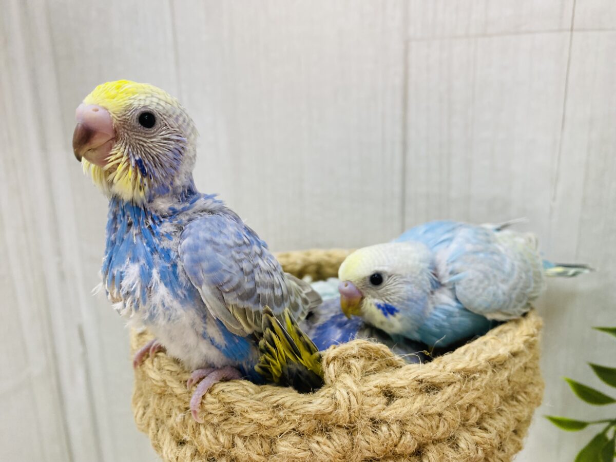 セキセイインコ