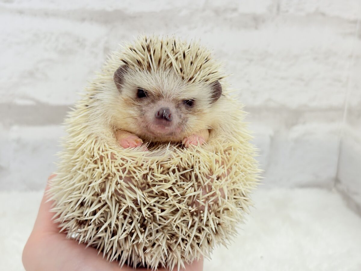 見た目と性格にギャップあり🦔💖ハリネズミ(パイド) 男の子 ハリネズミ(ヨツユビハリネズミ)