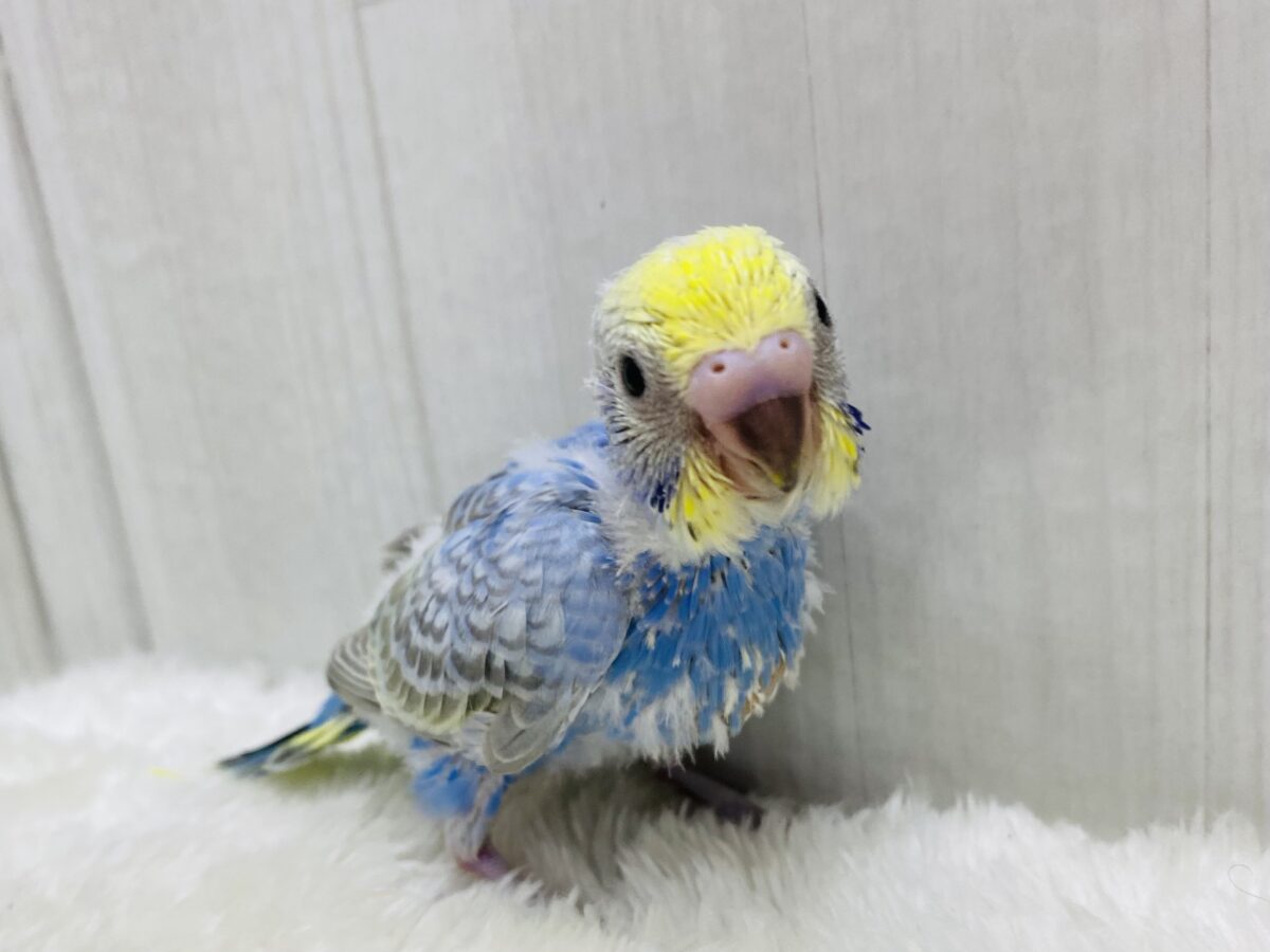 セキセイインコ