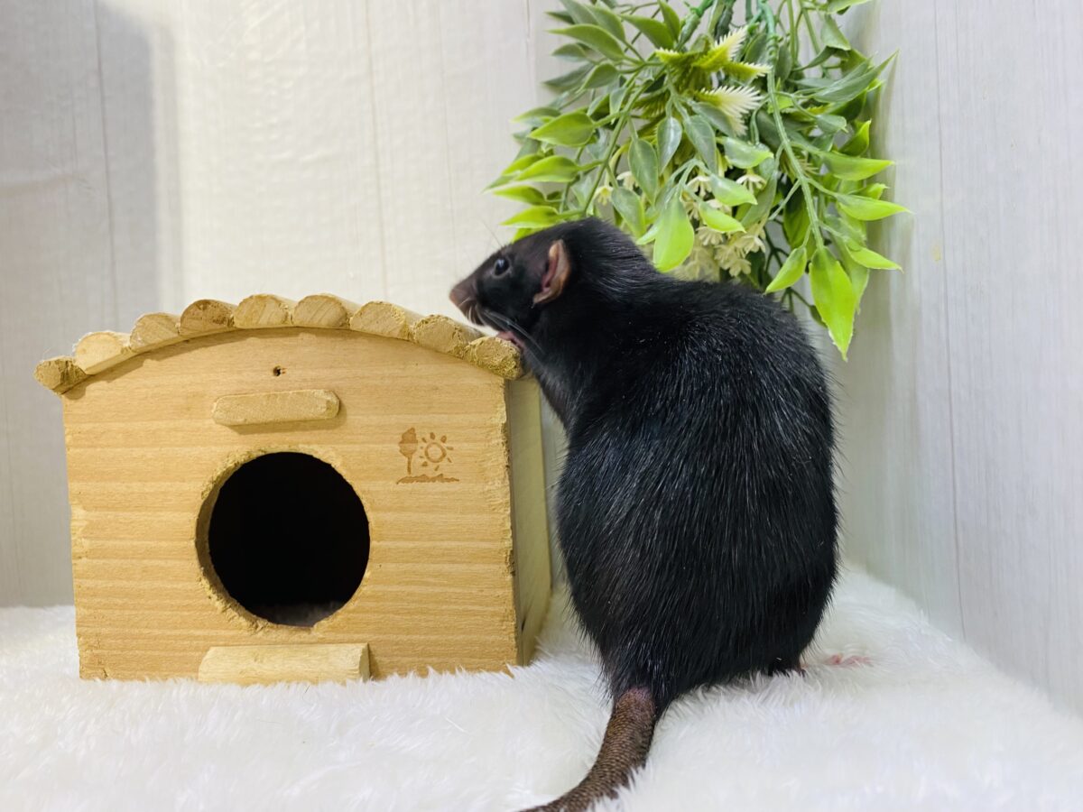 ファンシーラット