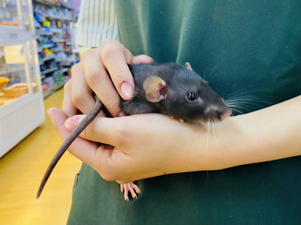 ファンシーラット
