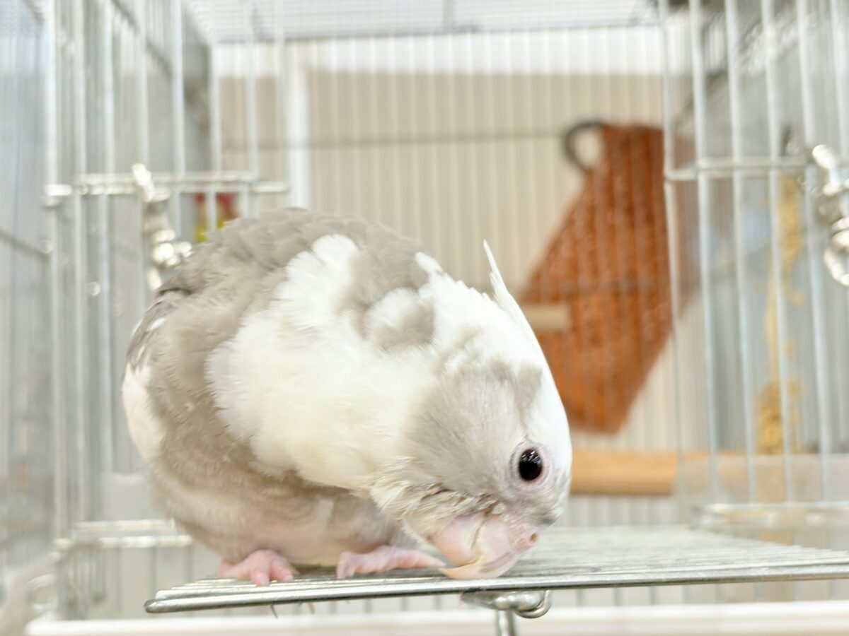 【最新画像更新🪄ひとり餌になりました☆】愛嬌たっぷり♡オカメインコ(WFパイド) ヒナ オカメインコ