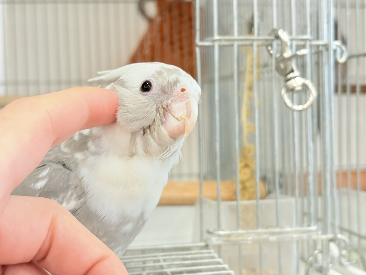 オカメインコ