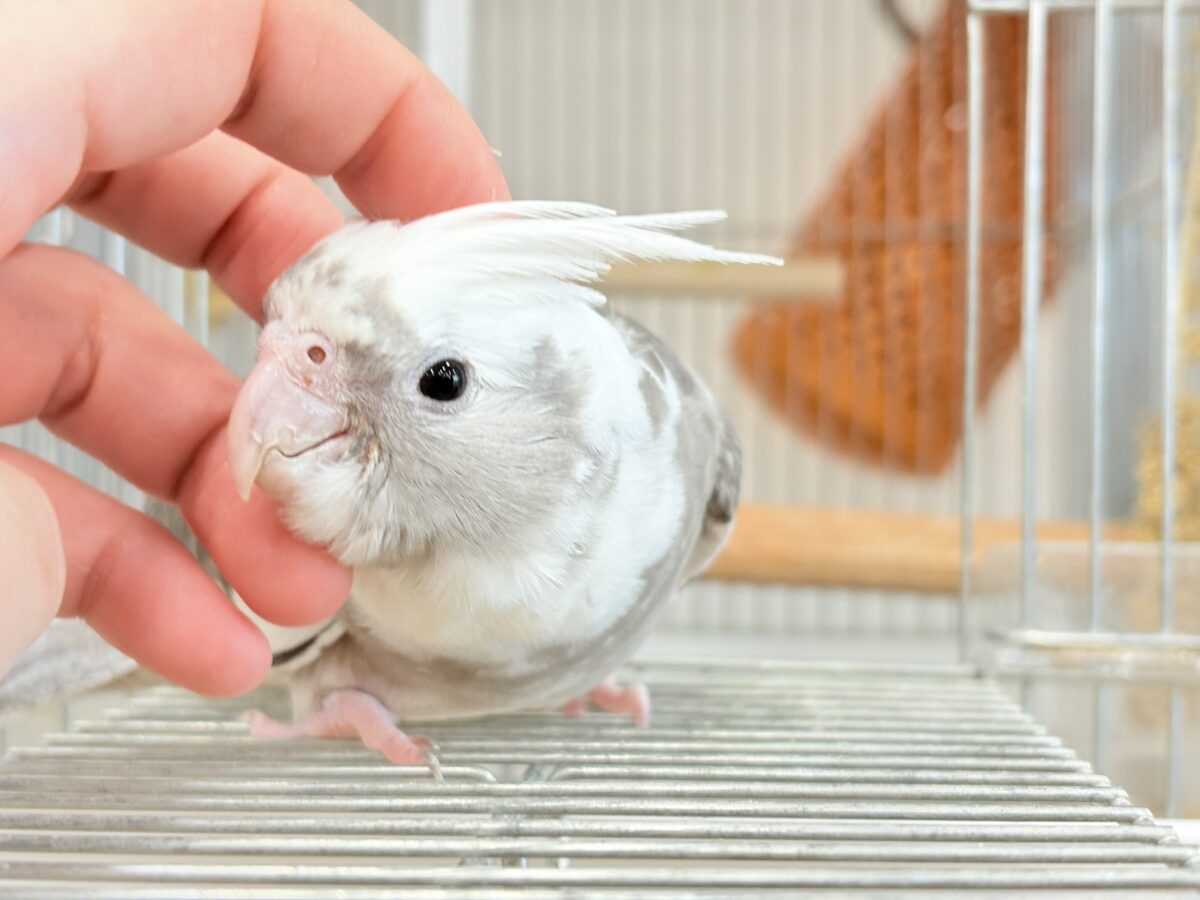 【最新画像更新🪄ひとり餌になりました☆】愛嬌たっぷり♡オカメインコ(WFパイド) ヒナ オカメインコ