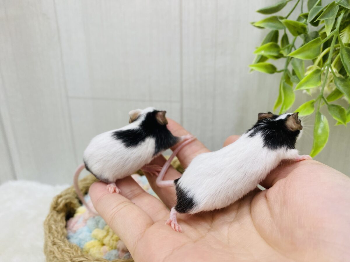 パンダマウス