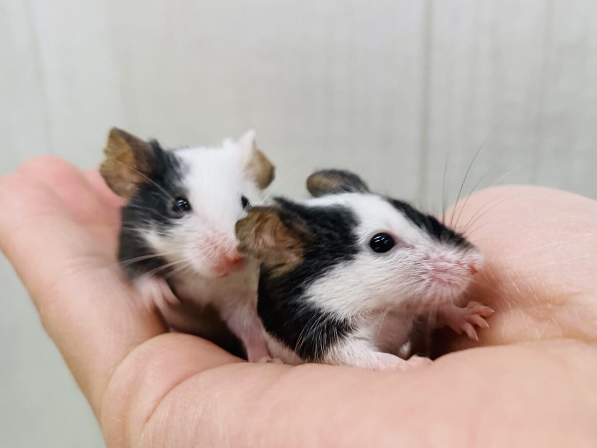パンダマウス