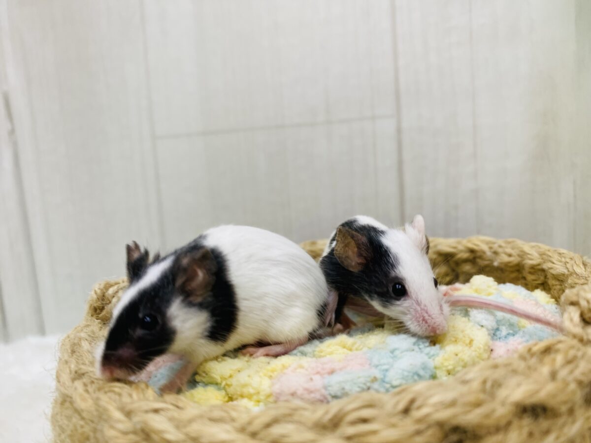 パンダマウス
