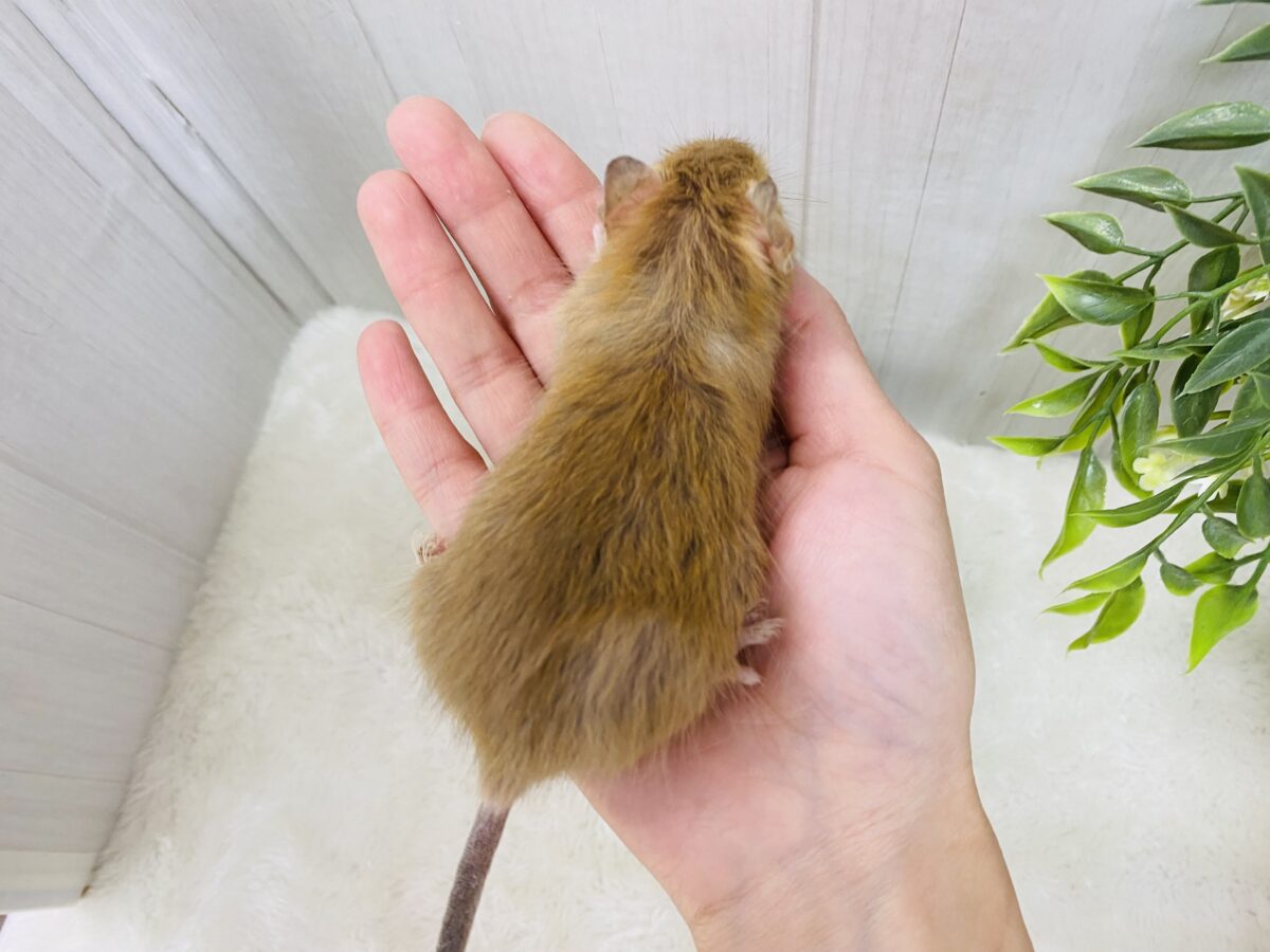 デグー