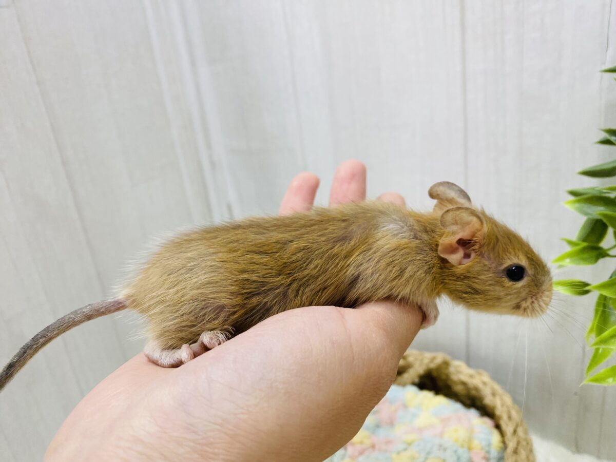 デグー
