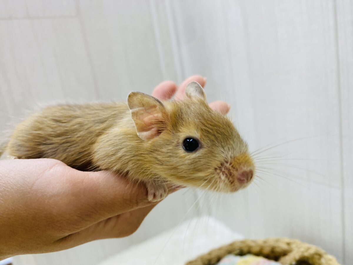 デグー