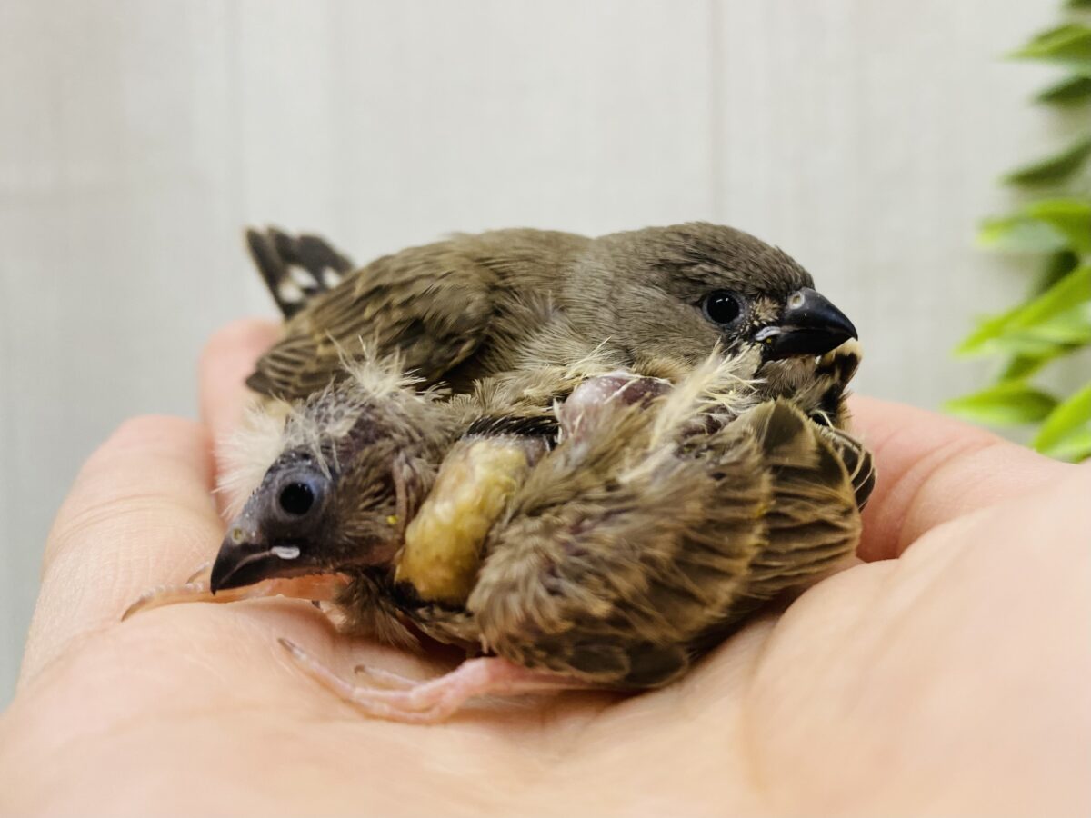 錦花鳥（キンカチョウ）