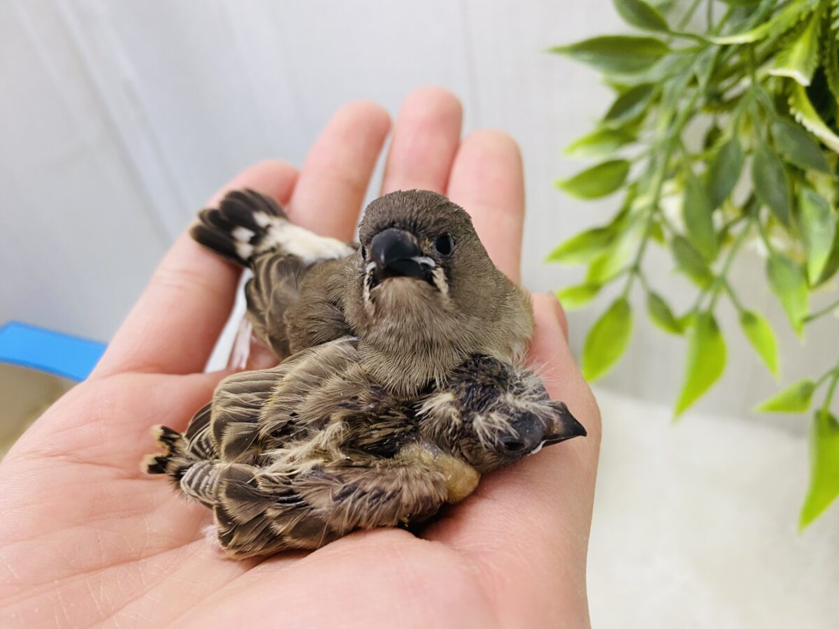 錦花鳥（キンカチョウ）