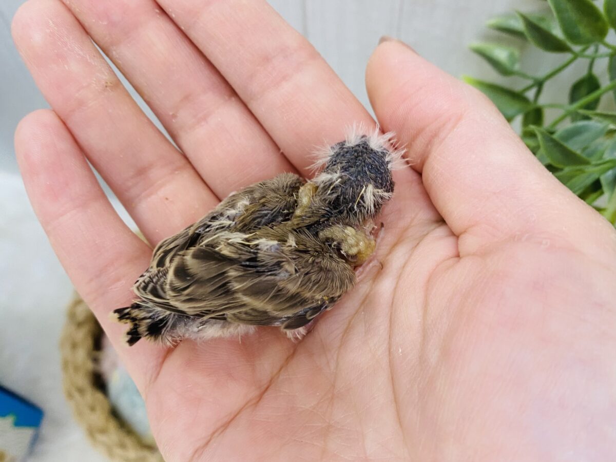 錦花鳥（キンカチョウ）