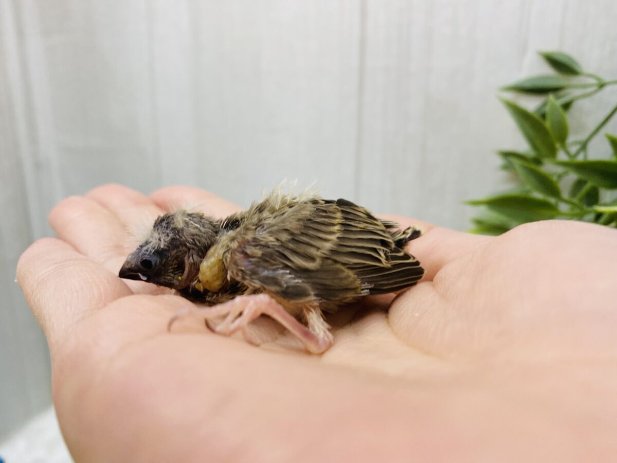 錦花鳥（キンカチョウ）