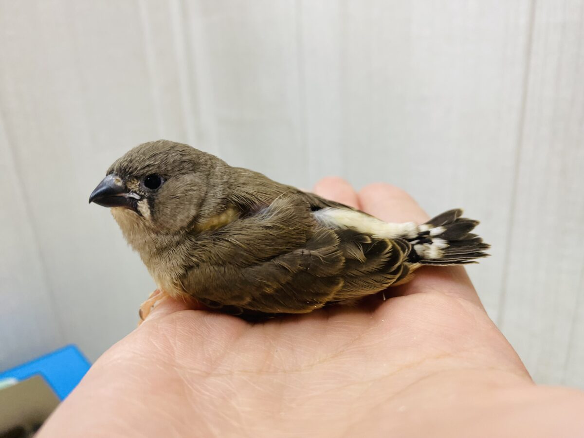 錦花鳥（キンカチョウ）