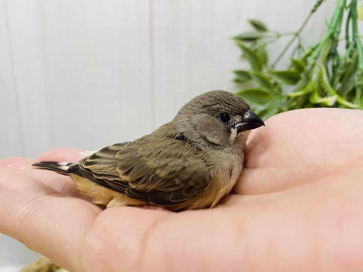 錦花鳥（キンカチョウ）