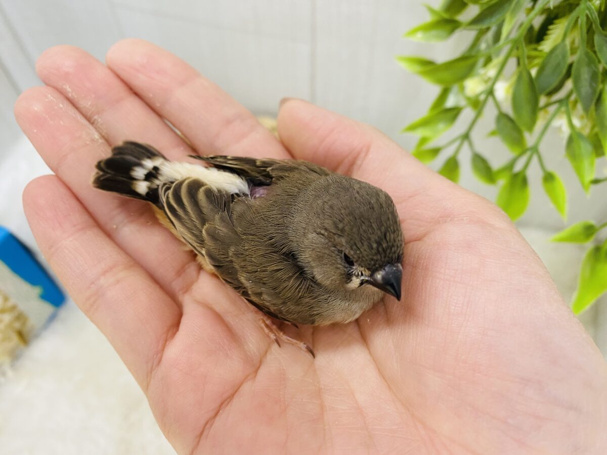 錦花鳥（キンカチョウ）