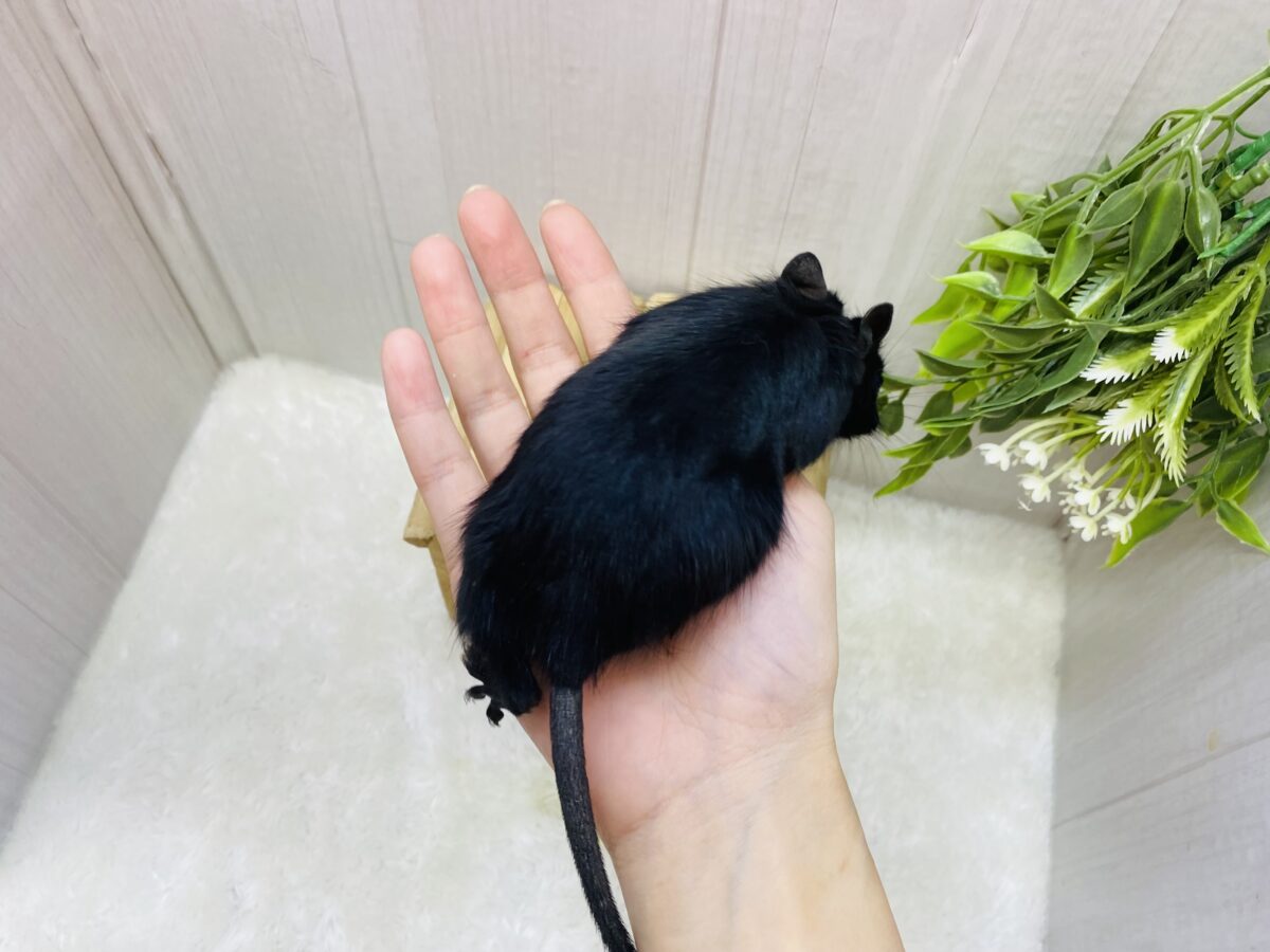 デグー