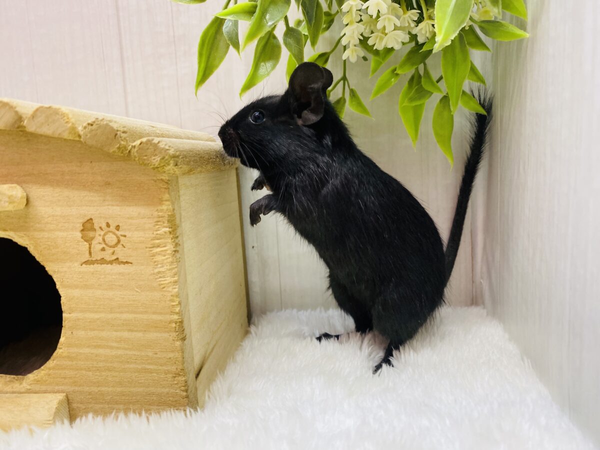 デグー