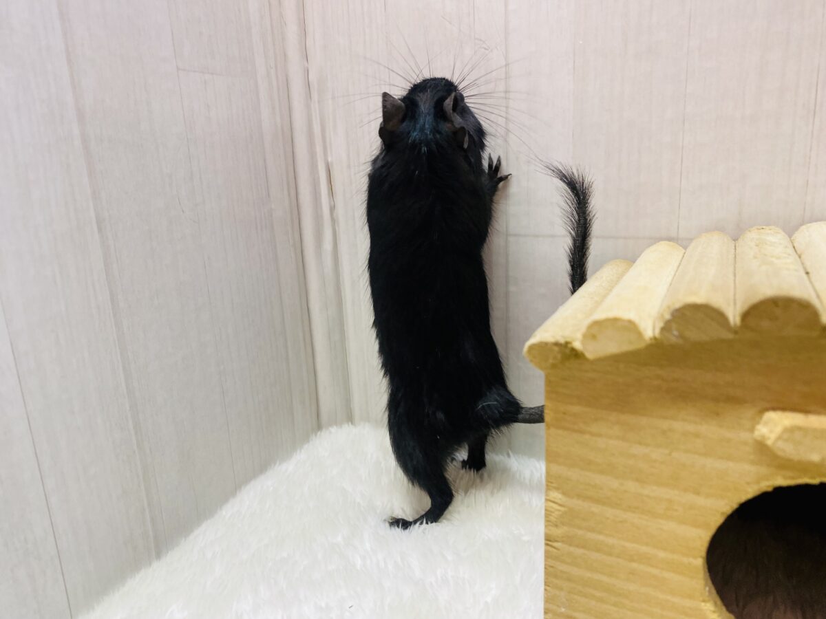 デグー