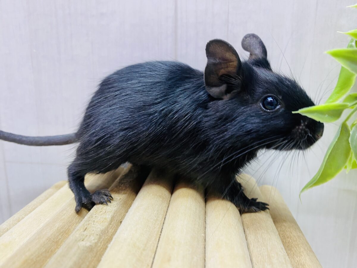 デグー