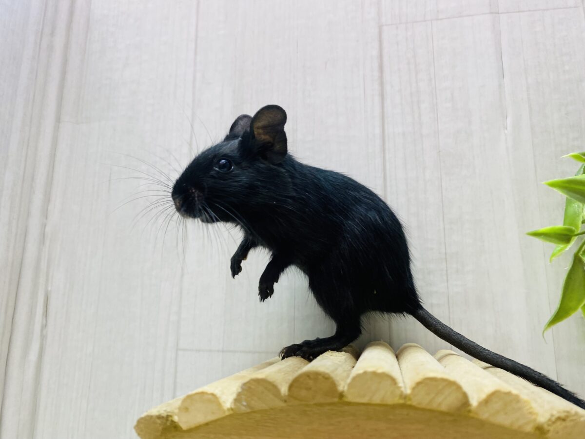 デグー