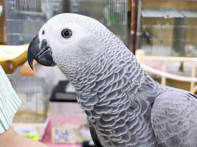 ヨウム