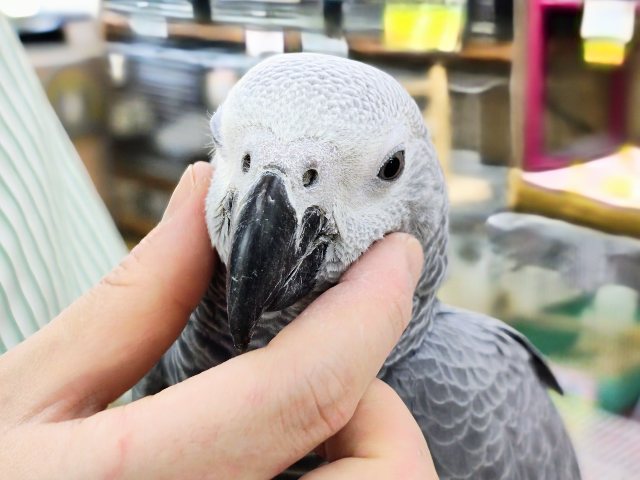 ヨウム